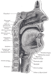 Sagittalsection_mouth.gif (128788 bytes)