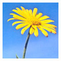 arnica montana, benefits of healing herbs