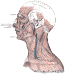 lateralfacialmyology.gif (96583 bytes)