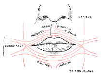 myologyfibers_Orbicularisoris.gif (11127 bytes)